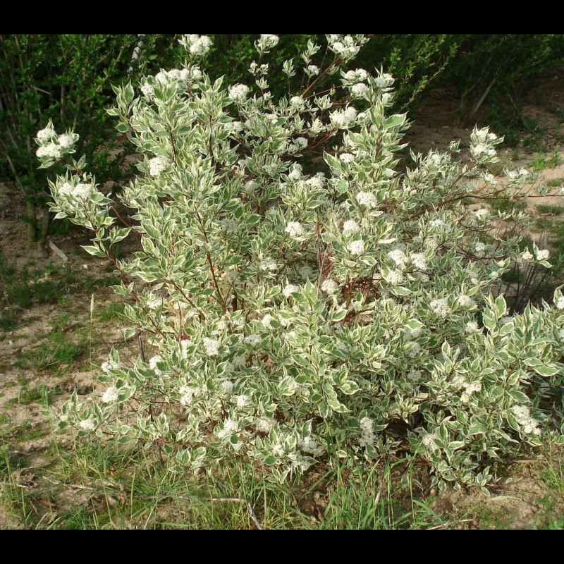 Vente en ligne de Cornouiller panaché blanc 2