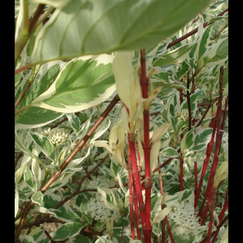 Vente en ligne de Cornouiller panaché blanc 3