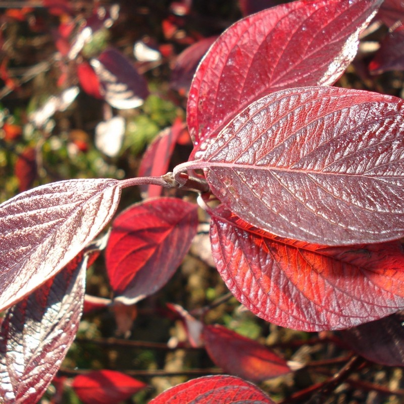 Vente en ligne de Cornouiller à feuilles pourprées 0