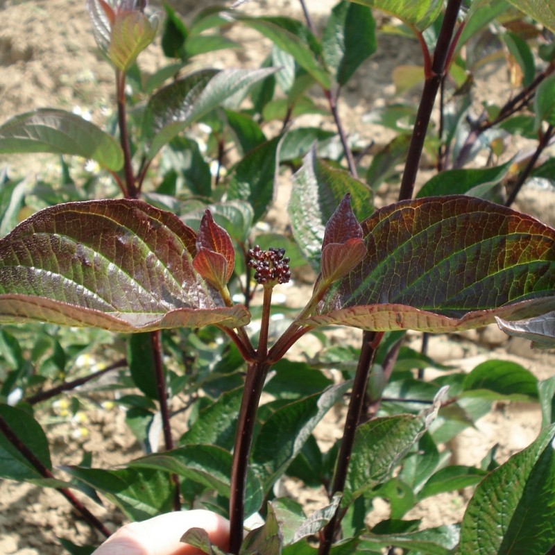 Vente en ligne de Cornouiller à feuilles pourprées 1