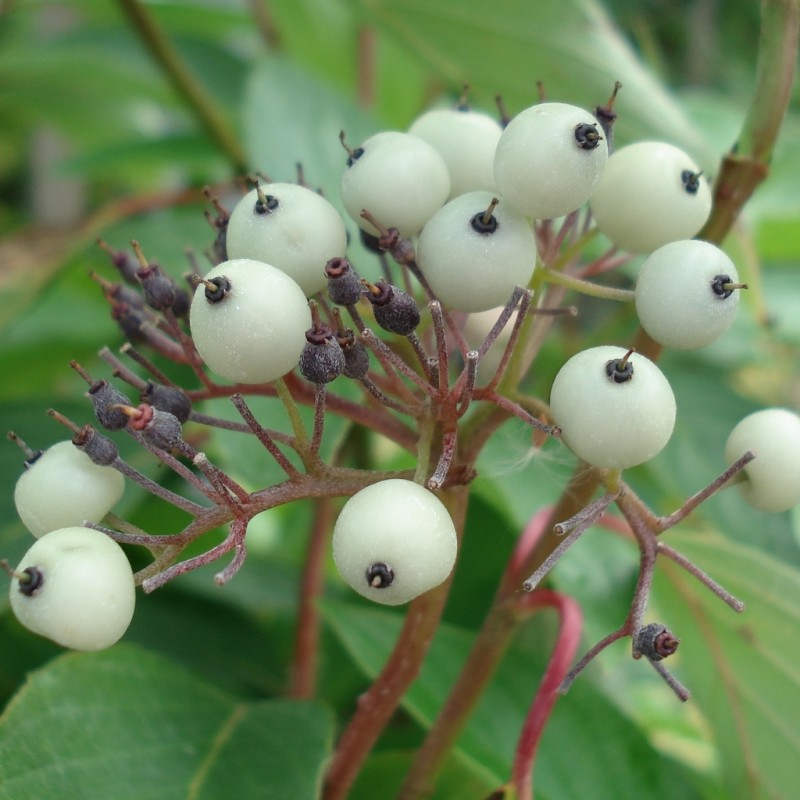 Vente en ligne de Cornouiller à bois rouge 2