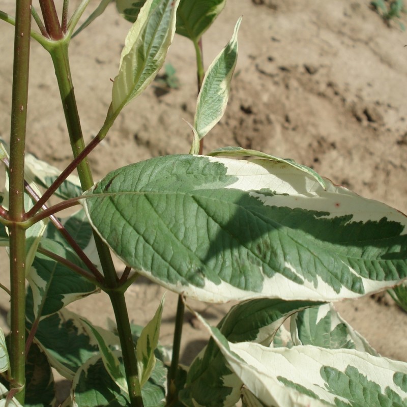 Vente en ligne de Cornouiller panachè bois rouge 1