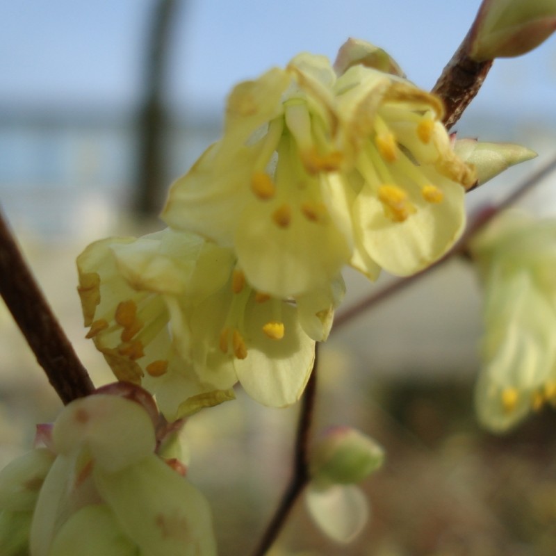 Vente en ligne de Corylopsis 1