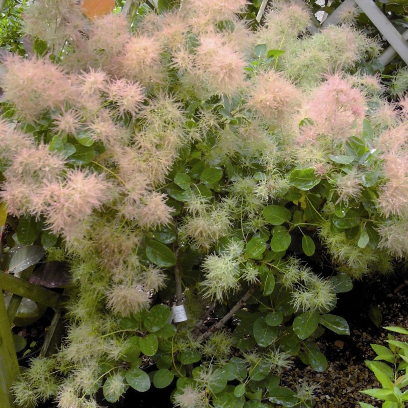 Vente en ligne de Arbre à perruques vert 1