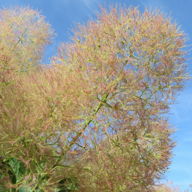 Vente en ligne de Arbre à perruques vert 3