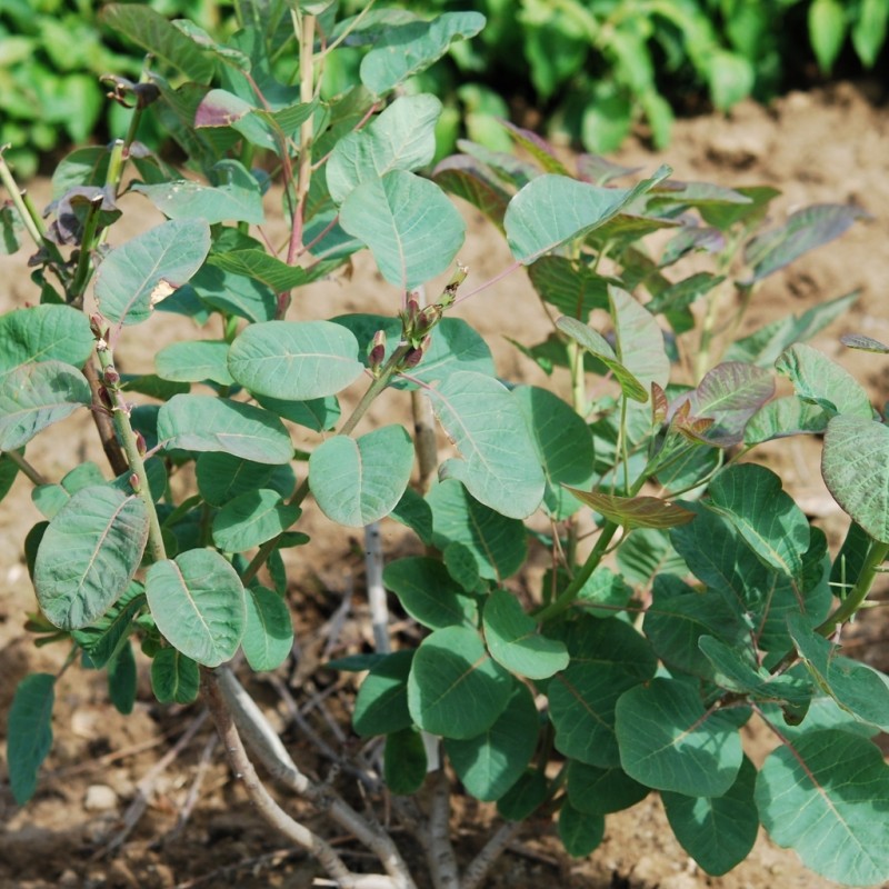 Vente en ligne de Arbre à perruques vert 4