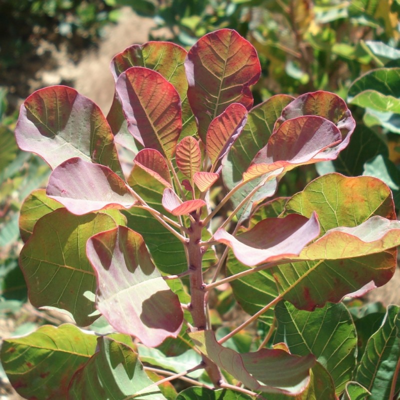 Vente en ligne de Arbre à perruques pourpre 1