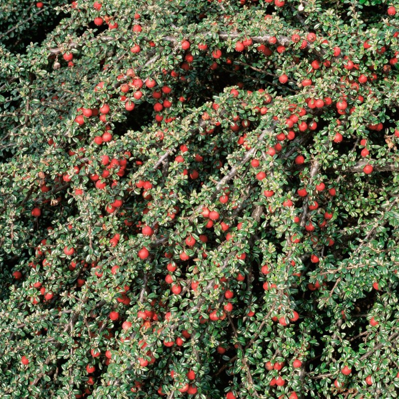 Vente en ligne de Cotoneaster mycrophyllus 0