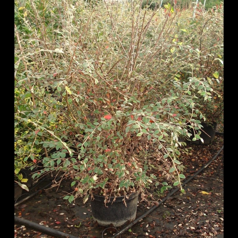 Vente en ligne de Cotoneaster franchetti 1