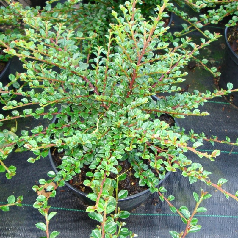 Vente en ligne de Cotoneaster horizontalis 1