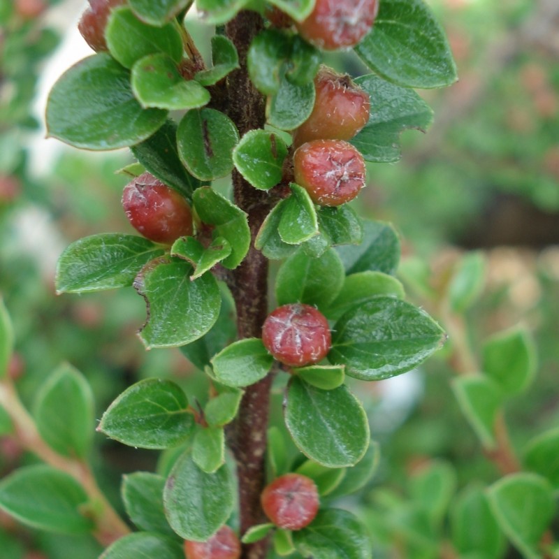 Vente en ligne de Cotoneaster horizontalis 3