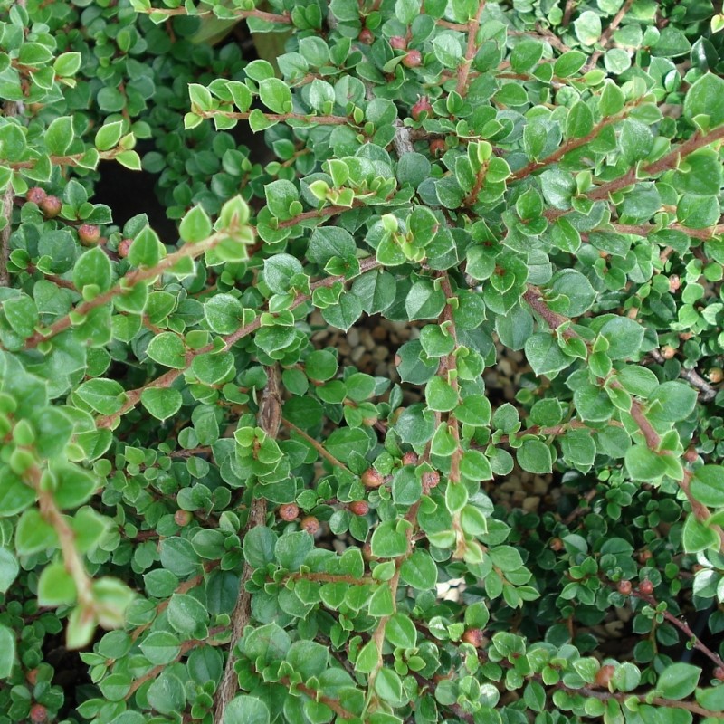 Vente en ligne de Cotoneaster horizontalis 4