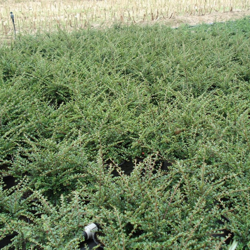 Vente en ligne de Cotoneaster horizontalis 5