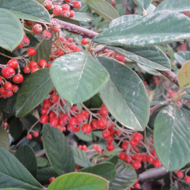 Vente en ligne de Cotoneaster lactea 1