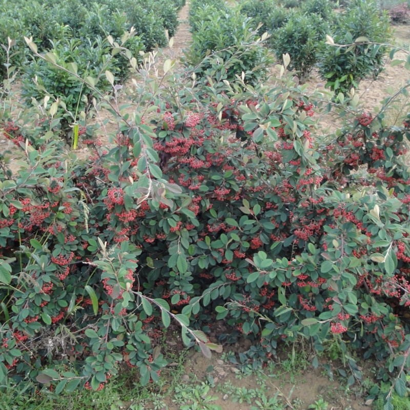 Vente en ligne de Cotoneaster lactea 2