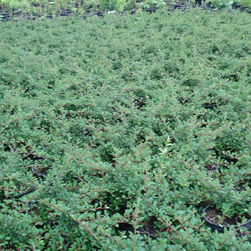 Vente en ligne de Cotoneaster 'Eicholtz' 3