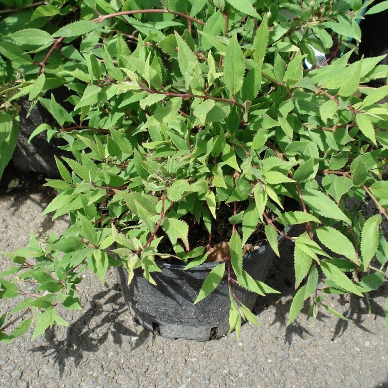 Vente en ligne de Deutzia nain 1