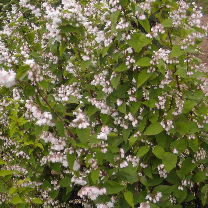 Vente en ligne de Deutzia 'Pride of rochester' 2