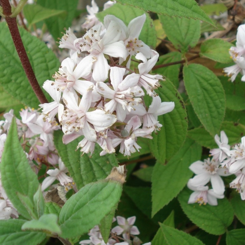 Vente en ligne de Deutzia 'Mont rose' 0