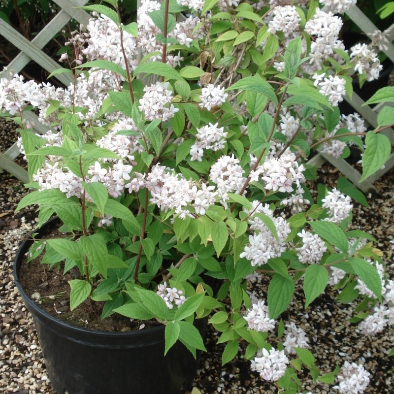 Vente en ligne de Deutzia 'Mont rose' 2