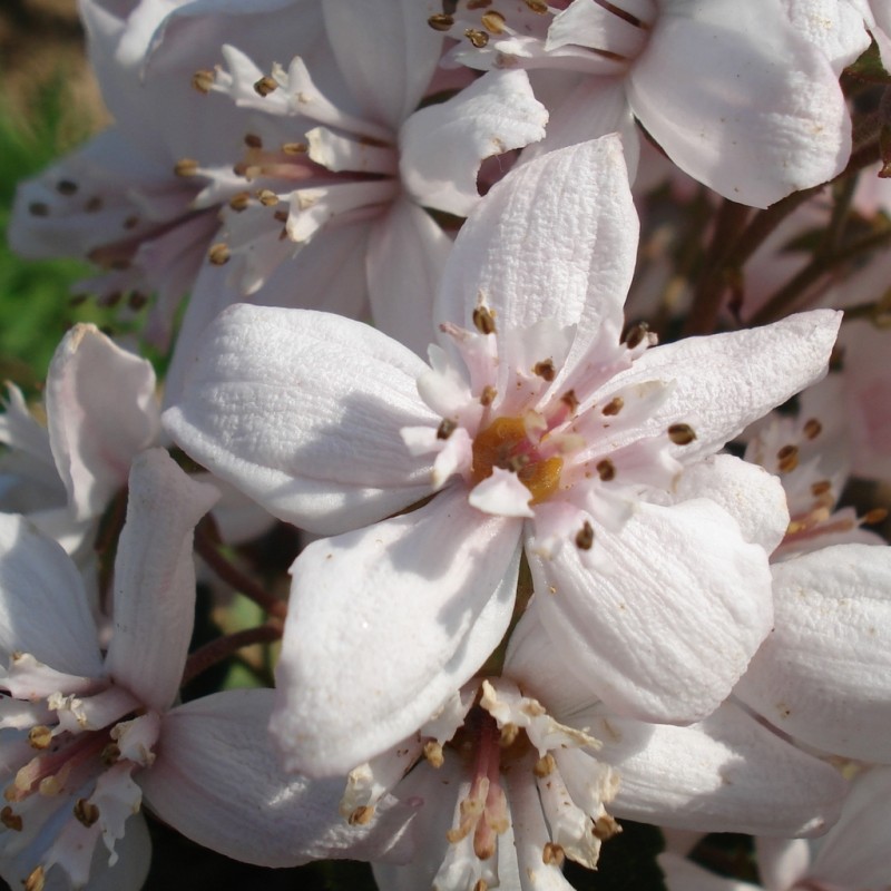 Vente en ligne de Deutzia 'Mont rose' 3