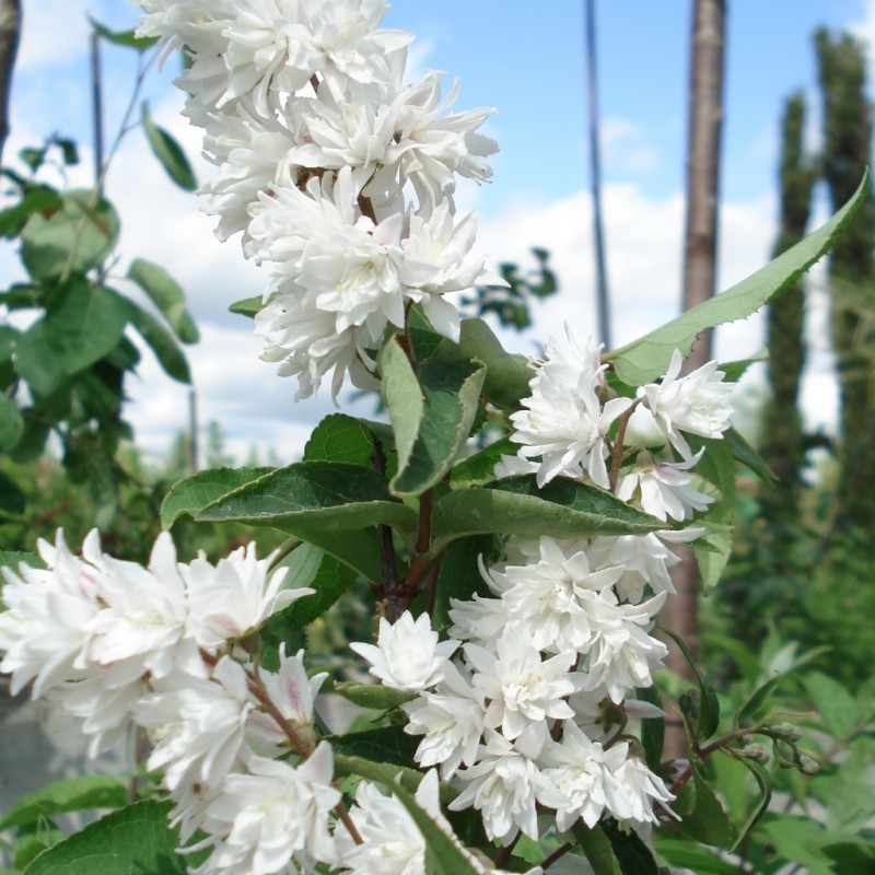 Vente en ligne de Deutzia magnifica 1