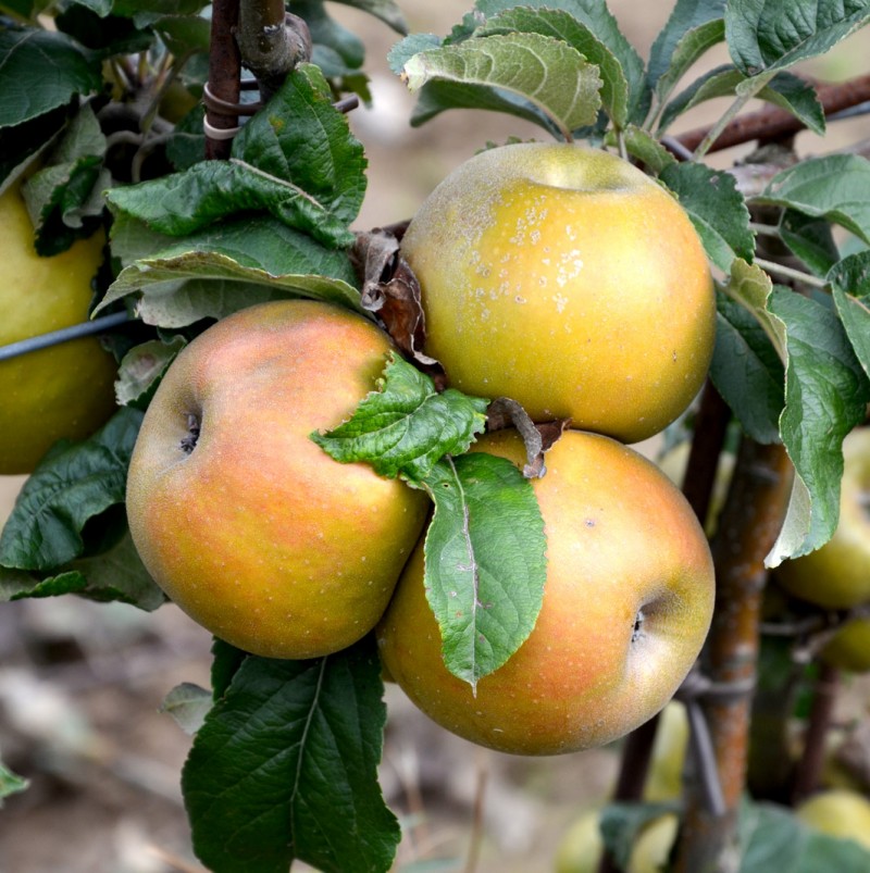 Vente en ligne de POMMIER - Malus communis 'Dorée de versailles' 0