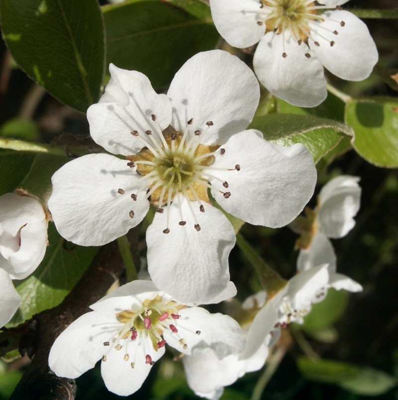 Vente en ligne de POIRIER - Pyrus communis 'Jules Guyot' 1