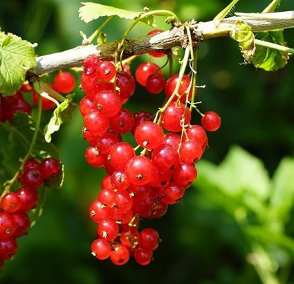 Vente en ligne de groseillier à grappes rouge 0