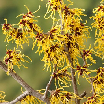 Vente en ligne de Hamamelis jaune 0