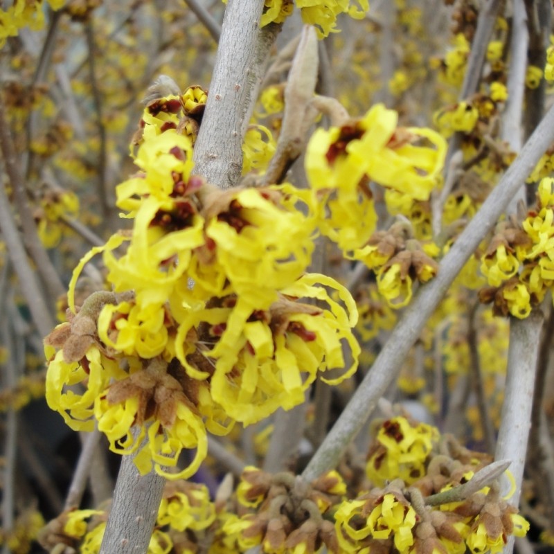 Vente en ligne de Hamamelis jaune 'A promise' 0