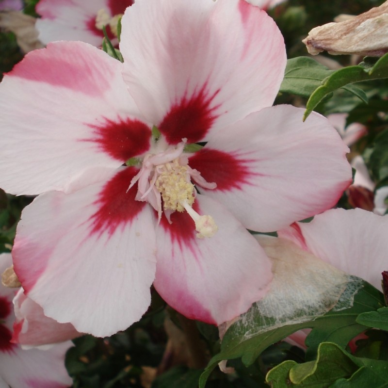 Vente en ligne de Althea à fleurs simples rose à cœur rouge 0