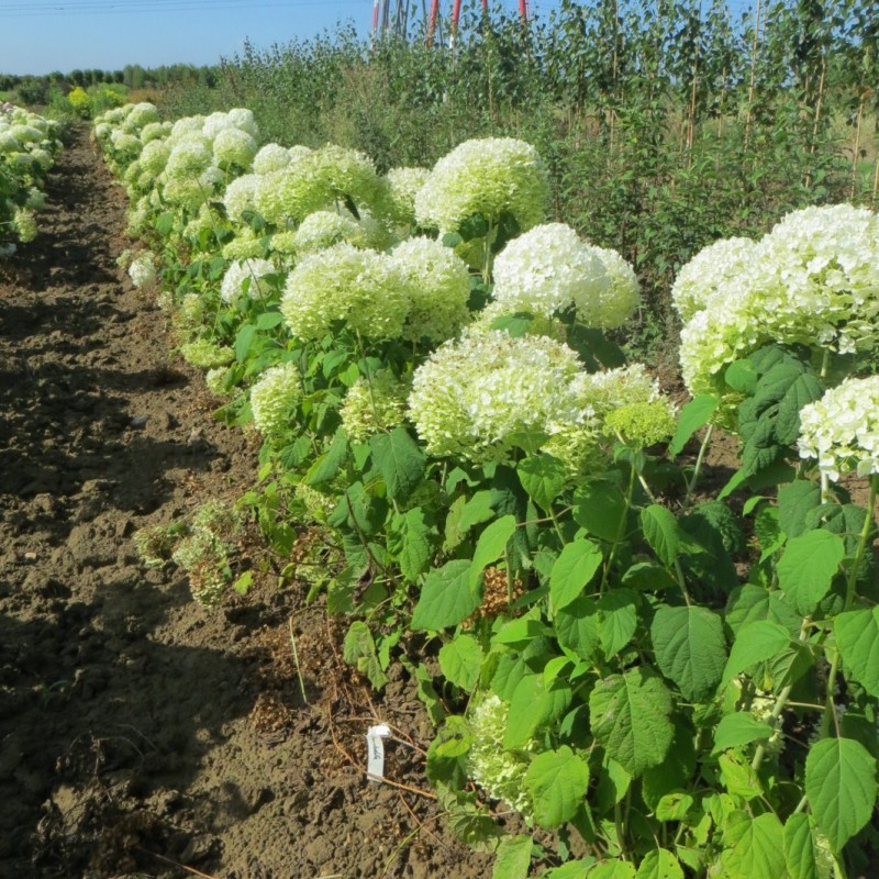 Vente en ligne de hortensia arbustif 2