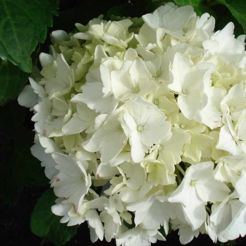 Vente en ligne de Hortensia blanc 0