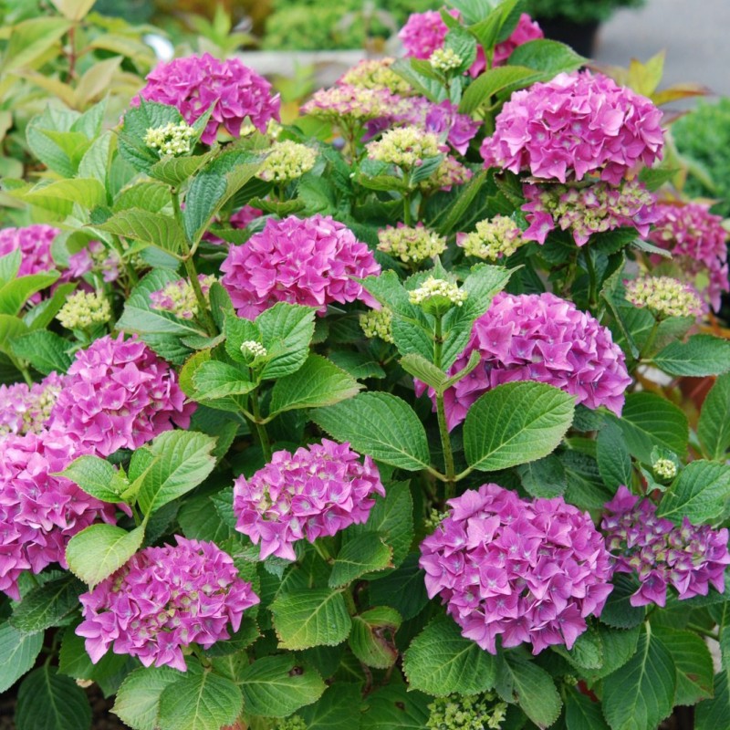 Vente en ligne de Hortensia rose 2