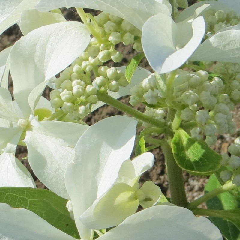 Vente en ligne de Hortensia 0