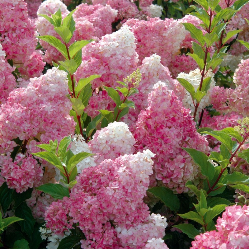 Vente en ligne de Hortensia paniculata vanille fraise 0