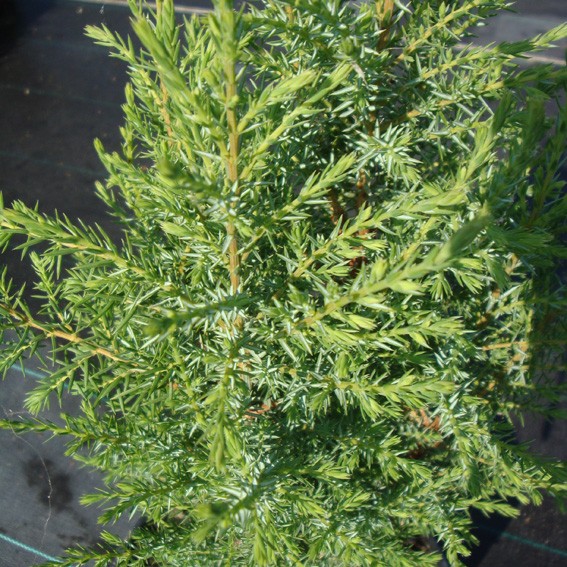 Vente en ligne de Juniperus communis Compressa 0