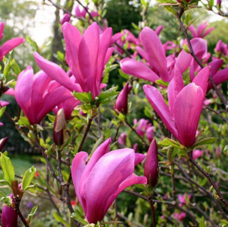 Vente en ligne de Magnolia liliflora Susan 1