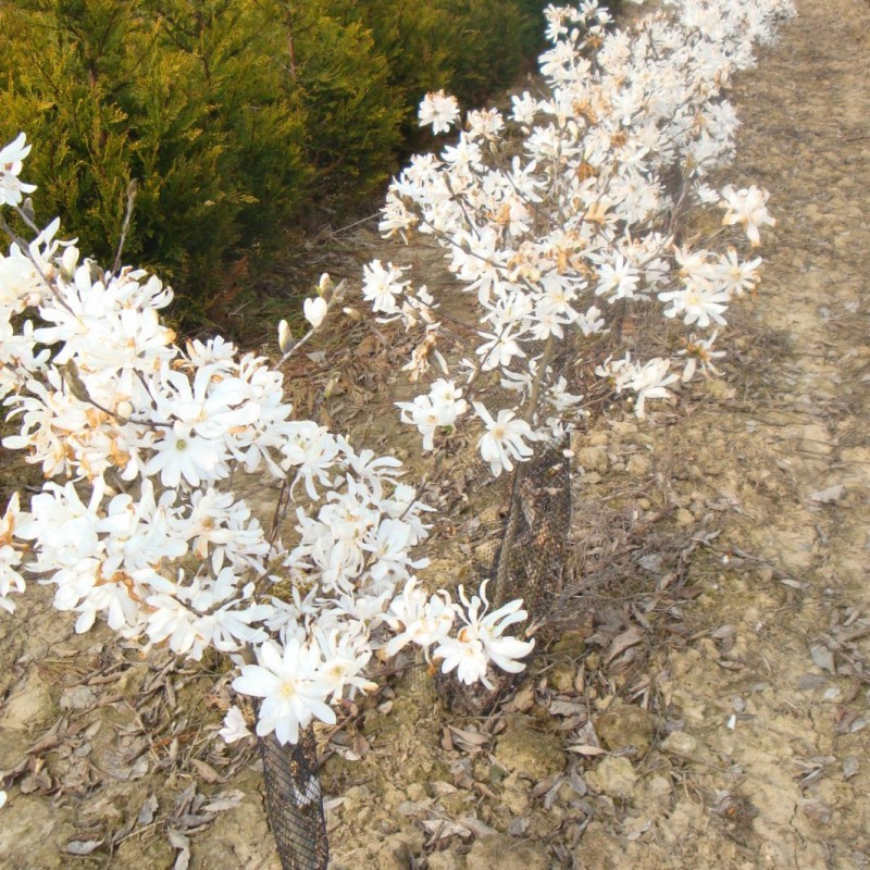 Vente en ligne de Magnolia Stellata 1