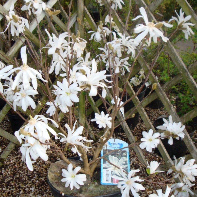 Vente en ligne de Magnolia Stellata 3