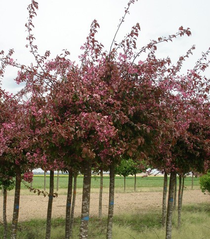 Vente en ligne de Pommier d'ornement pleureur à fleur pourpre 1