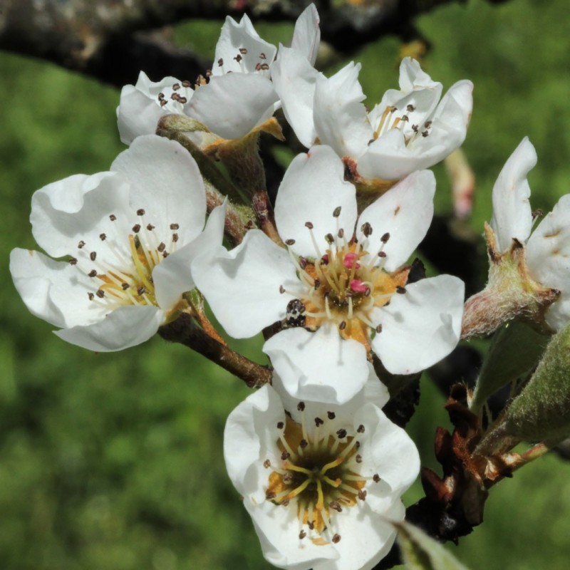 Vente en ligne de POMMIER - Malus communis '-' 1