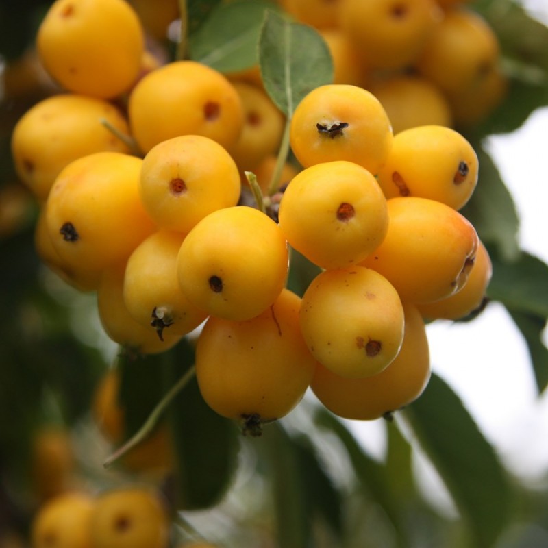 Vente en ligne de Pommier d'ornement à fruit jaune 0