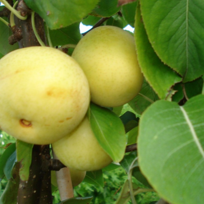 Vente en ligne de NASHIS - Pyrus pyrifolia 'Shinseiki' 1