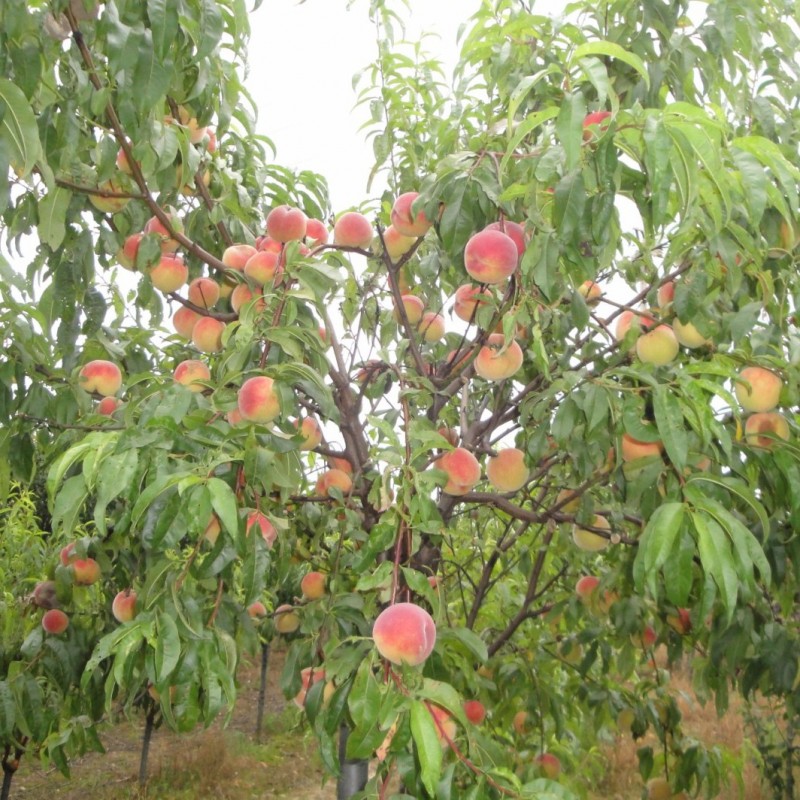 Vente en ligne de PECHER - Prunus persica 'Dixired' 2