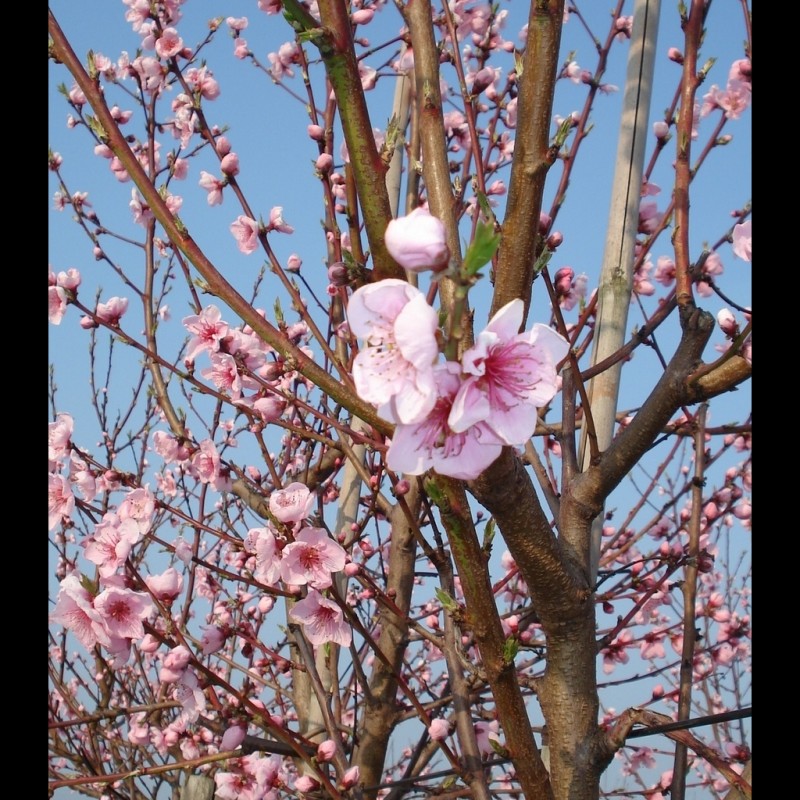 Vente en ligne de PECHER - Prunus persica 'Fayette' 0