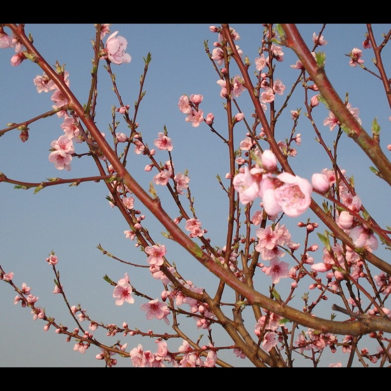 Vente en ligne de PECHER - Prunus persica 'Redhaven' 2