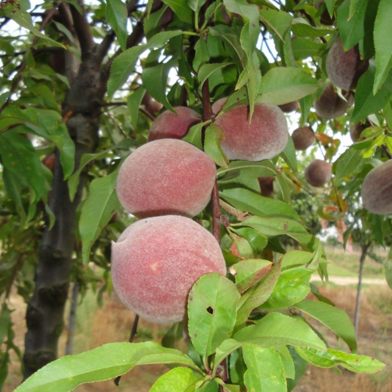 Vente en ligne de PECHER - Prunus persica 'Sanguine' 1