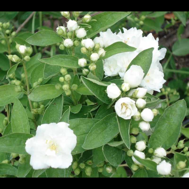 Vente en ligne de Seringat 'Bouquet Blanc' 1